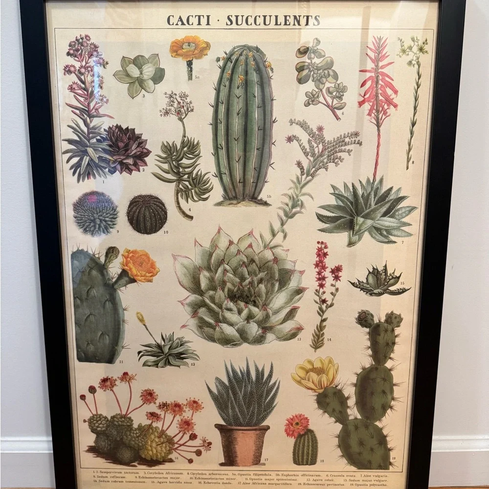 Framed Paper Source Botanical Cactus Art Poster - Green and Pink